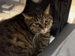 -瑞鹏宠物医院·爱宠堂·骨外专科(西荷分院)