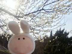 -PAWTOY爪e玩偶店(天兴罗斯福店)