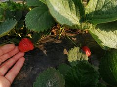 -会江钓鱼钓虾烧烤场