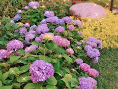 -天津医科大学肿瘤医院(本部院区)