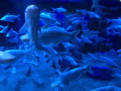 -成都浩海立方海洋公园