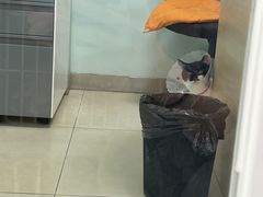 -宠福鑫康馨动物医院·骨科·眼科