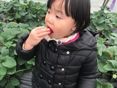 -青浦采草莓天天草莓园