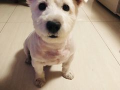 -FAELING PETS美天灵宠物(富力广场店)