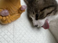 -博特宠物医院24h犬猫全科.骨科·异宠