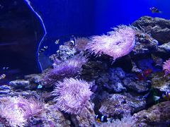 -芜湖新华联大白鲸海洋公园