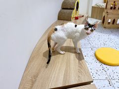 -Umiao与猫咖啡 猫咖