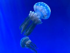 -瑞普利水族馆
