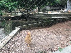 -满記土窑烧鷄波浪山莊