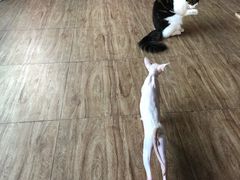-70cat德文卷毛猫·缅因猫纯种猫舍