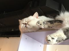 -Cappucimeow猫咪咖啡馆(韦伯时代店)