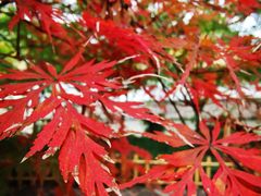 -秋霞圃