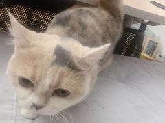 -宠爱国际动物医院· 猫科· 外科·中兽医(长白店)