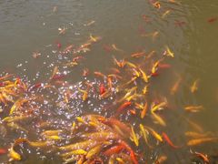 -武汉紫薇都市田园