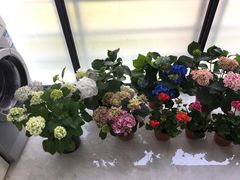 -龙大花卉苗木市场