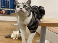 -有喵·猫咖·狗咖·30几只猫10只小狗(岗厦店)