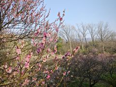 -梅花山(明孝陵内)