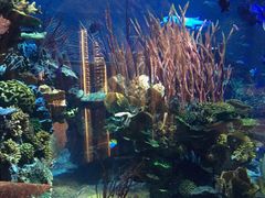 -迪拜帆船酒店海底餐厅