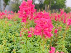 -海心沙亚运公园