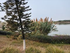 -海珠湖公园