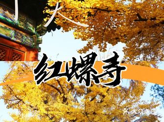 初秋红螺寺赏银杏走进古寺静心祈福