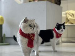 -关爱宠物医院·猫科中心·消化科(滨湖万达分院)