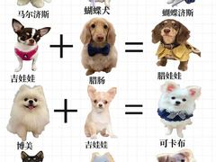 -翊宠yipet猫狗购宠庄园