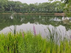 -金银湖国家城市湿地公园