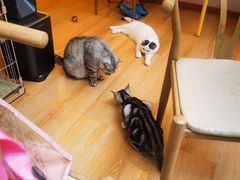 -猫咪派对(江南西店)