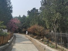 -北京鹫峰国家森林公园