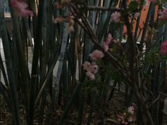 -扫雪煮茶(西村店)