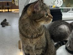 -喵园·猫主题咖啡厅·撸猫·猫咖(国贸店)