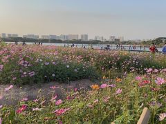 -海珠湖公园