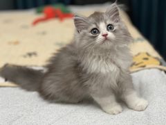 -momokira米努特·德文卷毛猫·棉花面纱犬