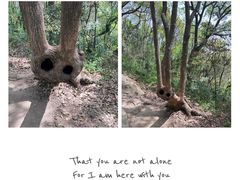 -上海佘山国家森林公园天马山园