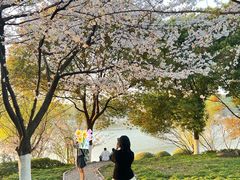 -羊山湖公园
