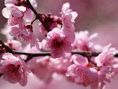 -龙口南山旅游景区