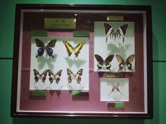 -上海昆虫博物馆