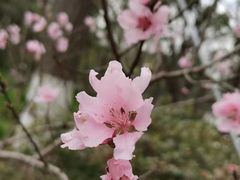 -金鸡湖桃花岛