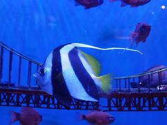 -太平洋海底世界