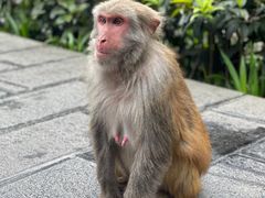 -黔灵山公园