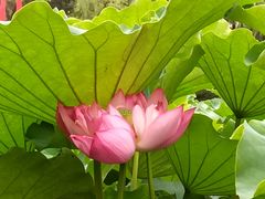 -陈家山荷花公园