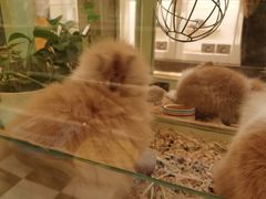 -龙猫仔乐园(惠福东路店)