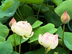 -龙环葡韵住宅式博物馆