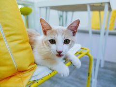 小猫千禧-五进制 Coffee Shop