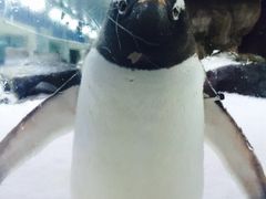 -凯莉-塔尔敦海洋生物水族馆