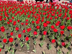 -长春公园(普阳街道)