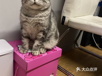 小宝作为一只猫它的表情真的很多，其实你也不知道它到底