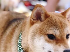 -逗柴咖啡屋·狗咖猫咖宠物桌游