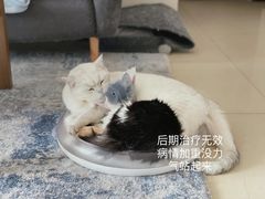 -宠福鑫动物医院(立水桥分院)